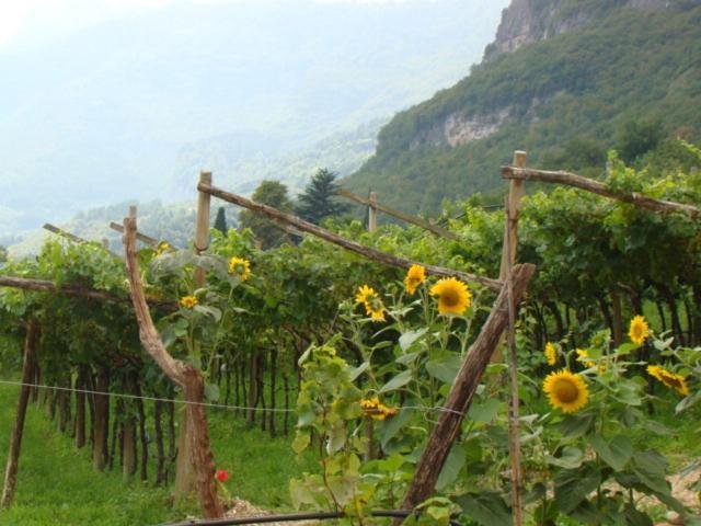 빌라 라가리나 Agritur Maso Spezial 빌라 객실 사진