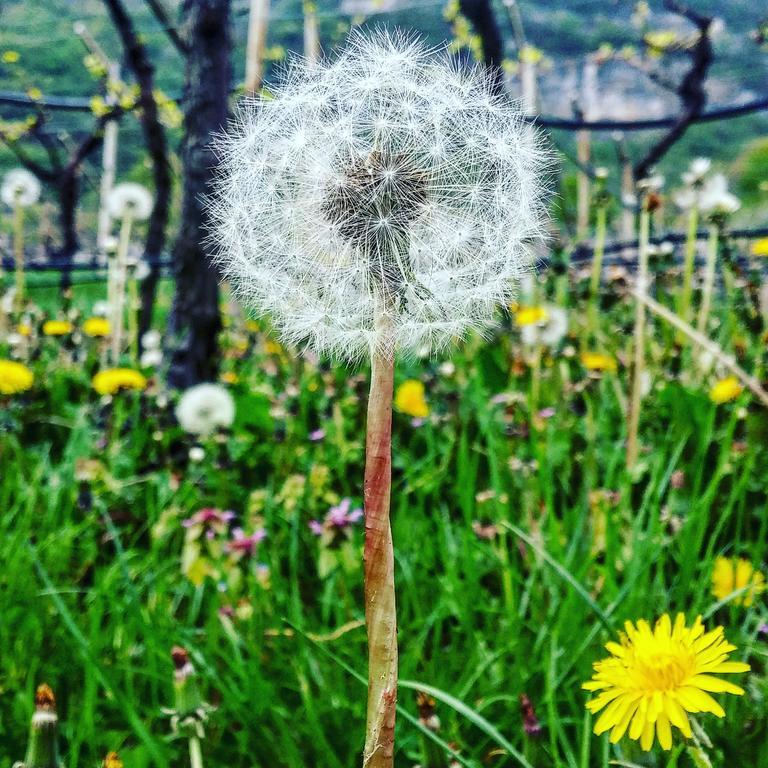 빌라 라가리나 Agritur Maso Spezial 빌라 외부 사진