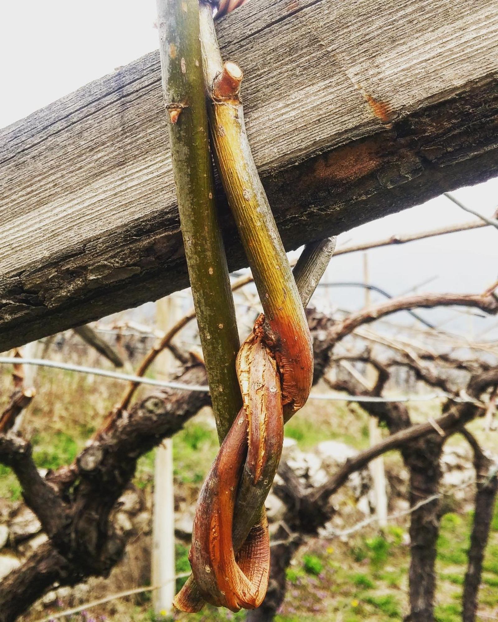 빌라 라가리나 Agritur Maso Spezial 빌라 외부 사진